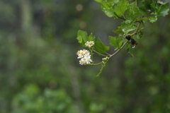 Microglossa mespilifolia