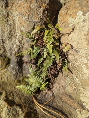 Asplenium bradleyi