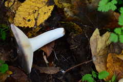 Russula parazurea