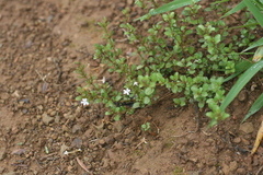 Chascanum