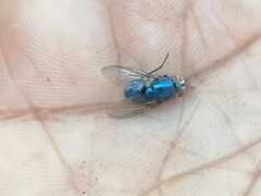 Lucilia eximia