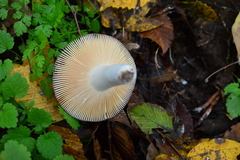 Russula parazurea