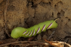 Sphinx ligustri