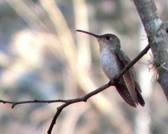 Elliotomyia chionogaster