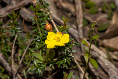 Hibbertia intermedia
