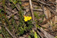 Hibbertia intermedia