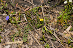 Hibbertia intermedia