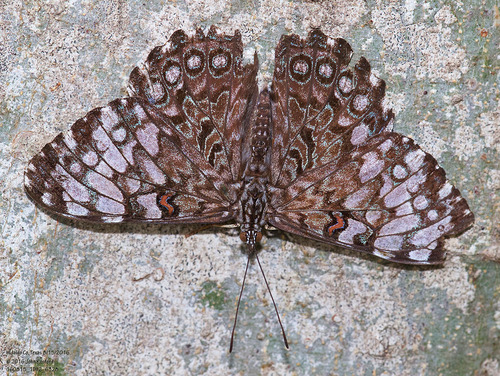 Guatemalan Cracker photo 2