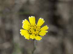 Layia gaillardioides