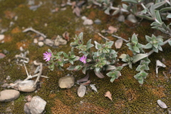 Delosperma ecklonis