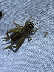 Miogryllus