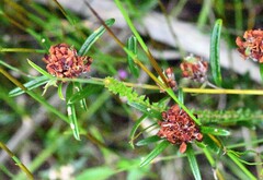 Pultenaea rosmarinifolia