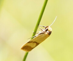 Plectobela ecliptica