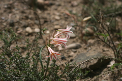 Cyrtanthus helictus