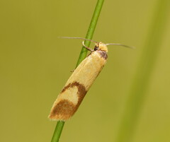 Plectobela ecliptica