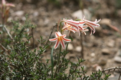 Cyrtanthus helictus