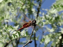 Tramea insularis