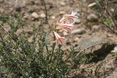 Cyrtanthus helictus