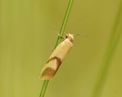 Plectobela ecliptica