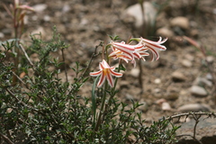 Cyrtanthus helictus