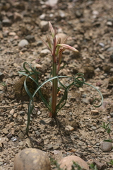 Cyrtanthus helictus
