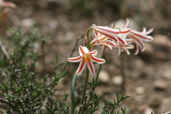 Cyrtanthus helictus