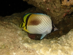 Chaetodon vagabundus