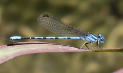 Argia carlcooki