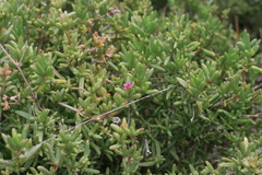 Delosperma