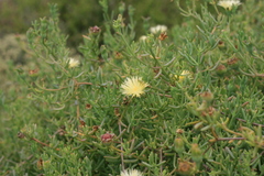 Mesembryanthemum splendens splendens