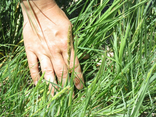 Sporobolus virginicus observed 2022-09-12