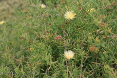Mesembryanthemum splendens splendens