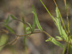 Layia gaillardioides