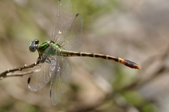 Erpetogomphus bothrops