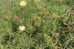 Mesembryanthemum splendens splendens