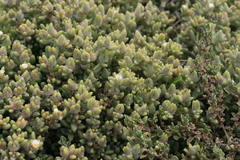Delosperma echinatum