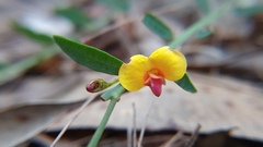 Bossiaea