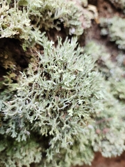 Cladonia ceratophylla