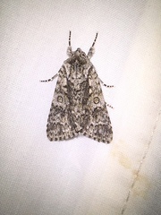 Acronicta impressa