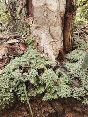Cladonia ceratophylla