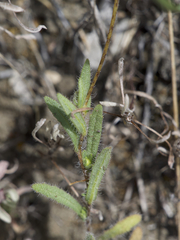 Layia gaillardioides