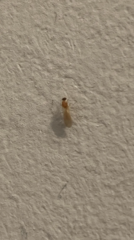 Pterygota