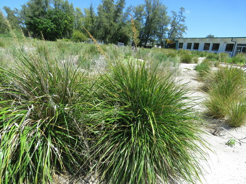 Eragrostis variabilis observed 2022-09-12