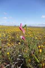 Hesperantha cucullata