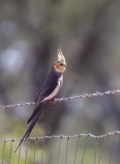 Nymphicus hollandicus