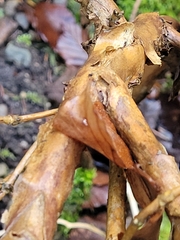 Lonicera alpigena