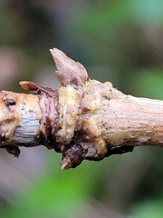 Lonicera alpigena