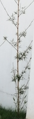 Bambusa vulgaris