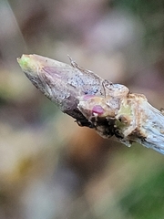 Lonicera alpigena