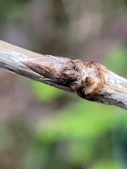 Lonicera alpigena